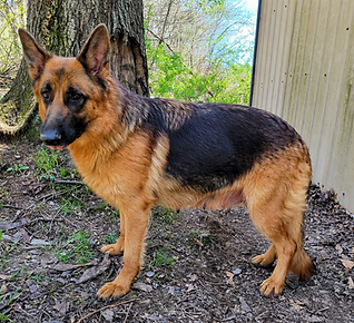 Karla - World Class German Shepherd7.jpg
