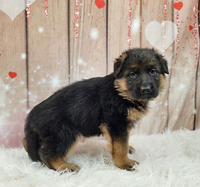 Puppies - World Class German Shepherd3.j