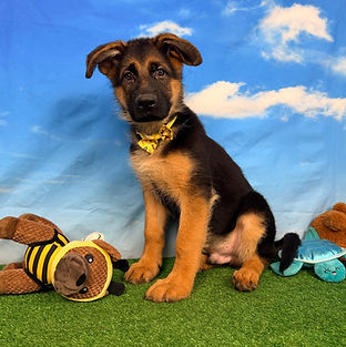Puppies - World Class German Shepherd3_e