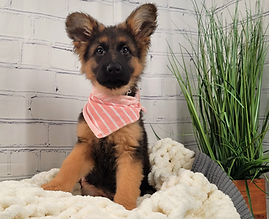 Puppies - World Class German Shepherd1.j