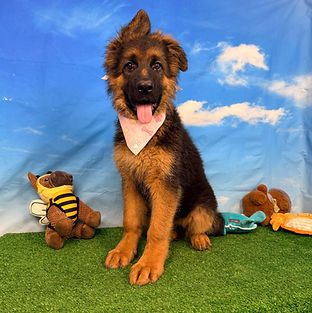 Puppies - World Class German Shepherd3_e