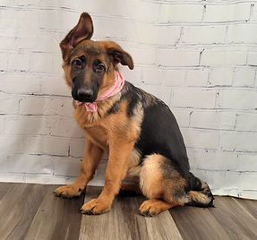 Puppies - World Class German Shepherd3.j