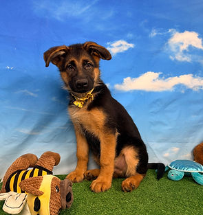 Puppies - World Class German Shepherd1.j