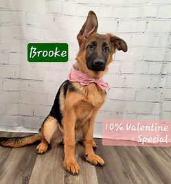 Puppies - World Class German Shepherd3.j