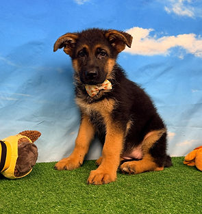 Puppies - World Class German Shepherd1.j