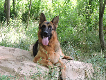 Karla - World Class German Shepherd7.jpg
