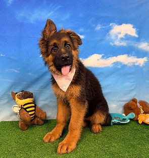 Puppies - World Class German Shepherd1.j
