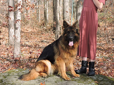 Karla - World Class German Shepherd7.jpg