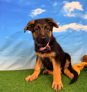 Puppies - World Class German Shepherd1.j