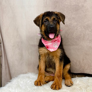 Puppies - World Class German Shepherd3_e
