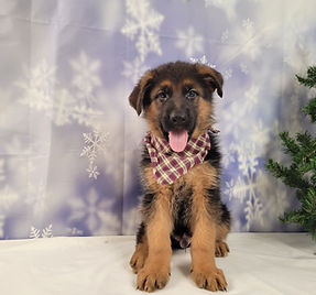 Puppies - World Class German Shepherd3.j