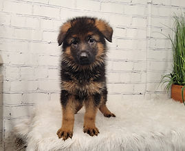 Puppies - World Class German Shepherd1.j