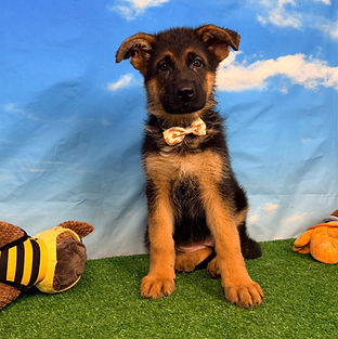 Puppies - World Class German Shepherd3_e