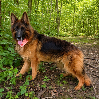 Karla - World Class German Shepherd7.jpg