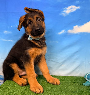 Puppies - World Class German Shepherd1.j