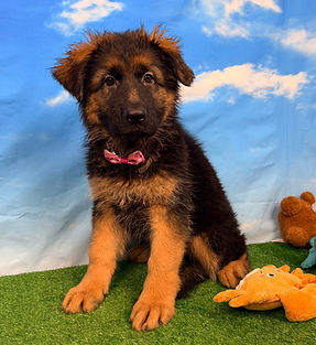 Puppies - World Class German Shepherd3.j