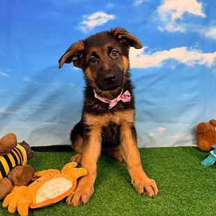 Puppies - World Class German Shepherd3_e