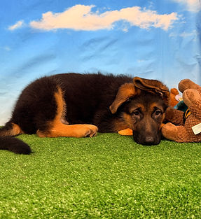 Puppies - World Class German Shepherd3.j