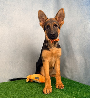 Puppies - World Class German Shepherd3.j