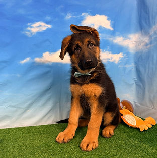 Puppies - World Class German Shepherd3_e
