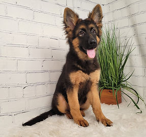 Puppies - World Class German Shepherd3.j