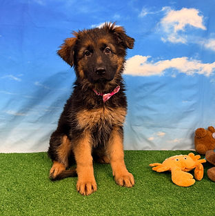 Puppies - World Class German Shepherd3_e