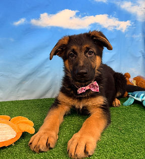 Puppies - World Class German Shepherd3.j