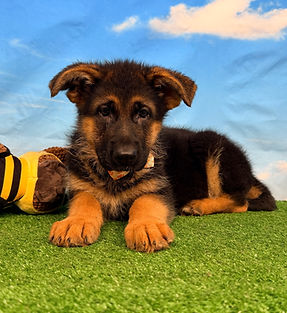 Puppies - World Class German Shepherd3.j