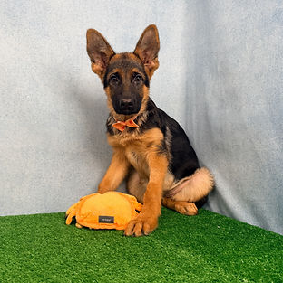 Puppies - World Class German Shepherd3_e