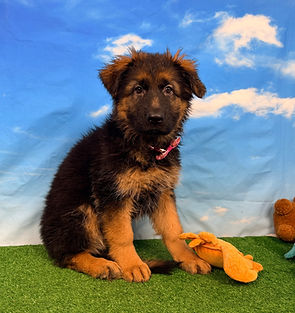 Puppies - World Class German Shepherd1.j