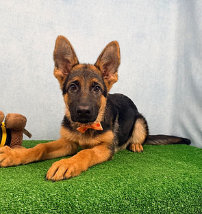 Puppies - World Class German Shepherd1.j