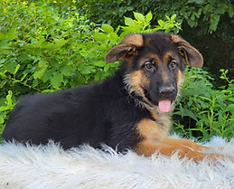 Puppies - World Class German Shepherd1.j