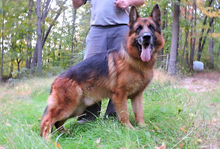 rasty (7)_edited.jpg