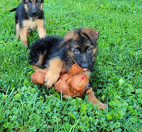 Puppies - World Class German Shepherd3.j