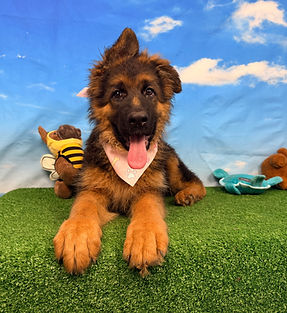Puppies - World Class German Shepherd3.j