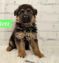 Puppies - World Class German Shepherd3.j