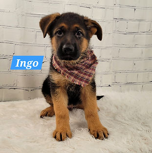 Puppies - World Class German Shepherd3_e