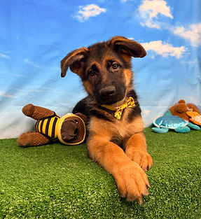 Puppies - World Class German Shepherd3.j