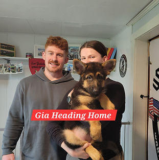 Puppies - World Class German Shepherd3_e