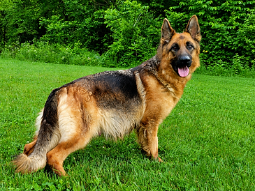 Karla - World Class German Shepherd7.jpg