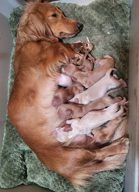 Stella and her pups.jpg