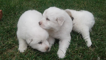 ayden's puppies 2.jpg