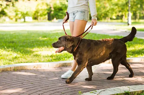 woman-walking-with-her-dog-walkway-park_23-2147902104.webp