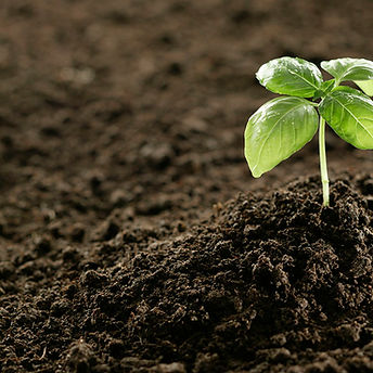 plant in soil.jpg