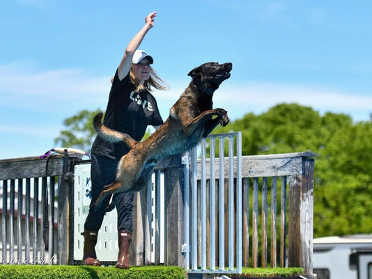 Dock Diving Tips for Your Canine Athlete