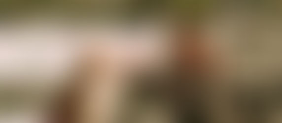 O que é um cão de serviço? Diferença entre cão de serviço, cão de terapia e cão de apoio emocional