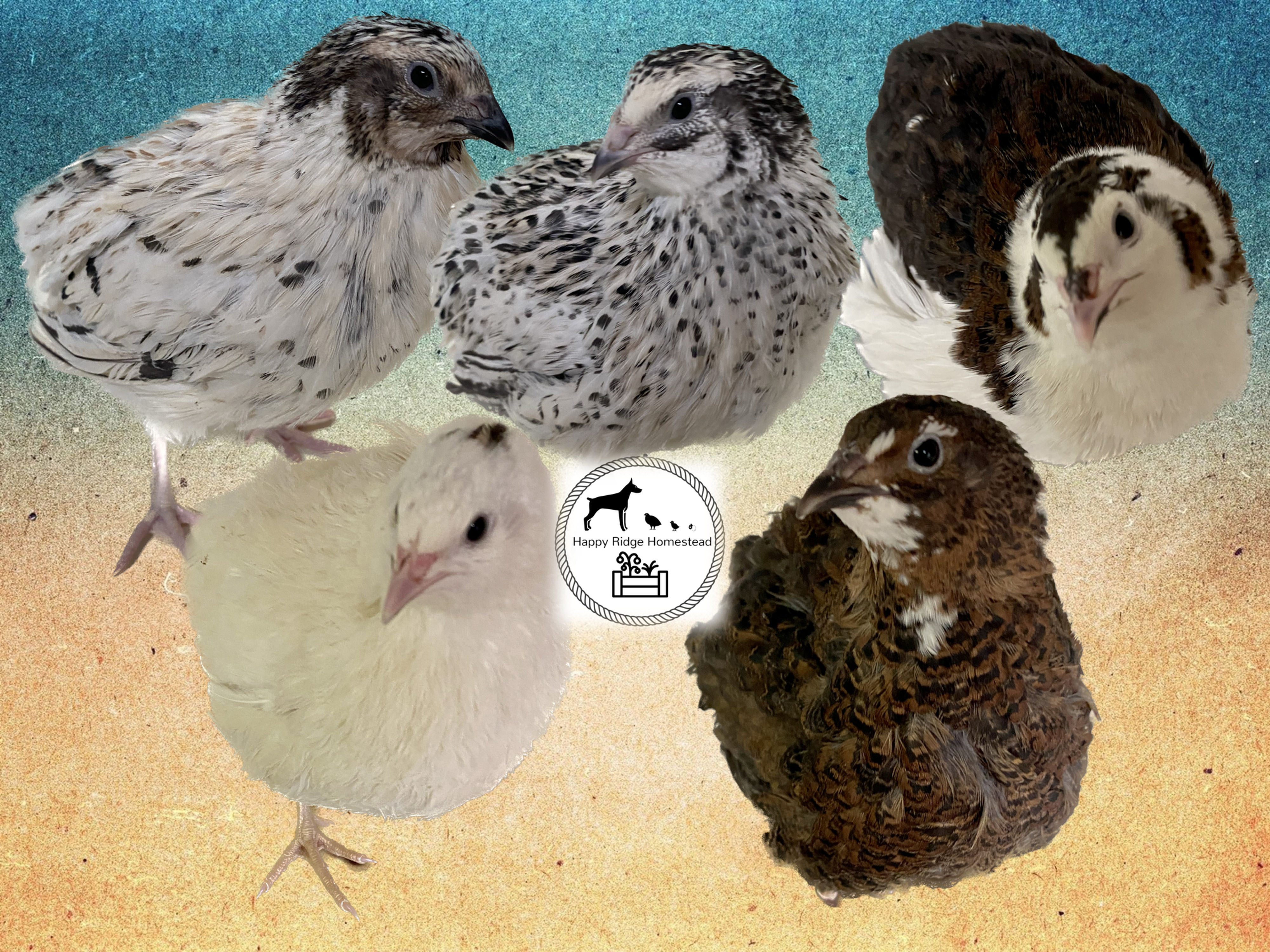 Celadon (100% True Blue) & Jumbo Pearl Fee Coturnix Quail Hatching Eggs