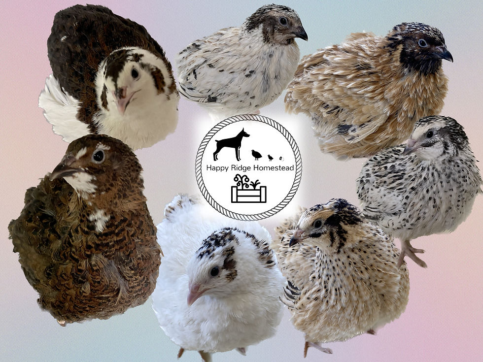 Thumbnail: Hatchery Mix - Coturnix Quail Hatching Eggs