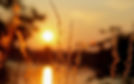 blésunset.jpg