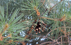 Pinecone.jpg